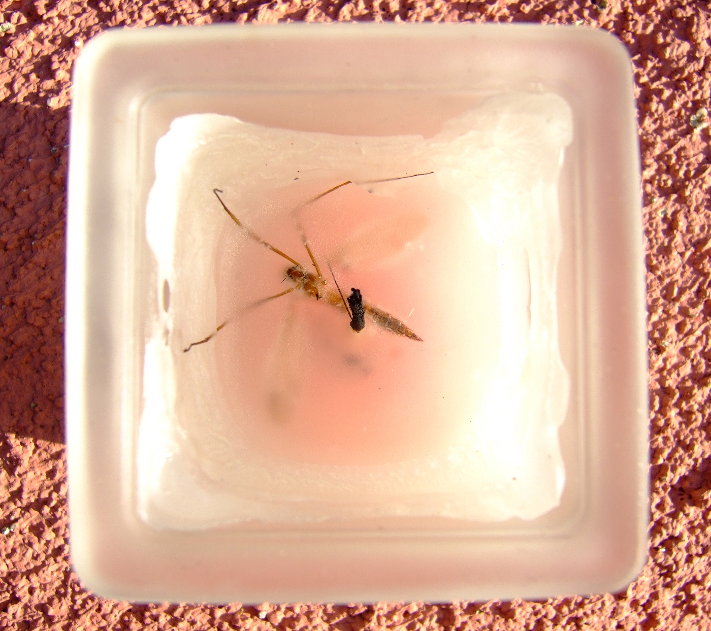 Rabbits, Turkey, Insects